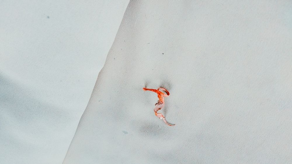 Несущий Огонь из горна Гефеста