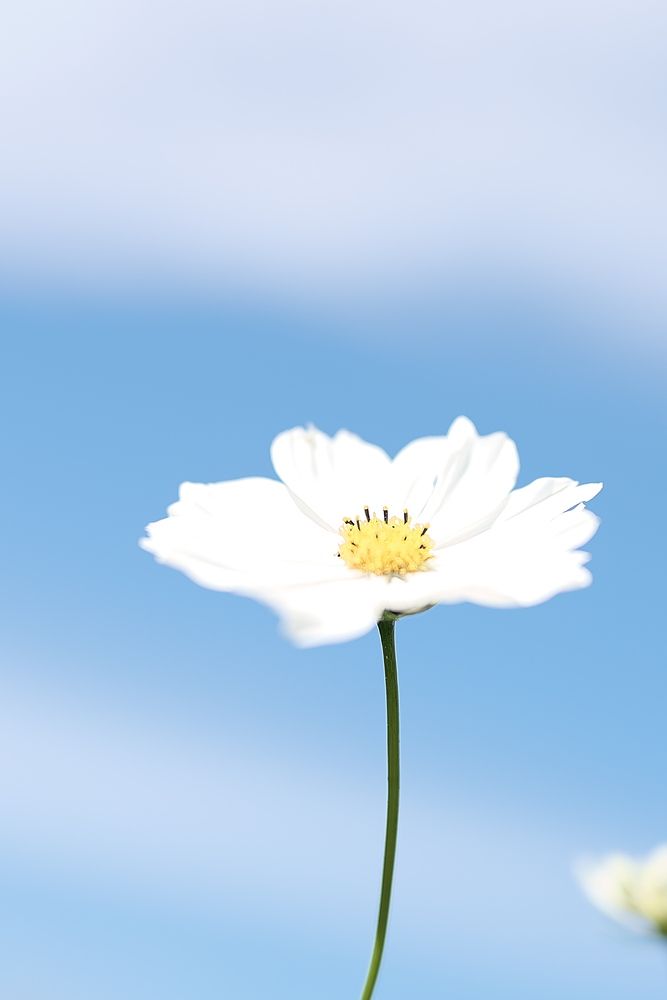 Photograph by Ikuta Hidenori