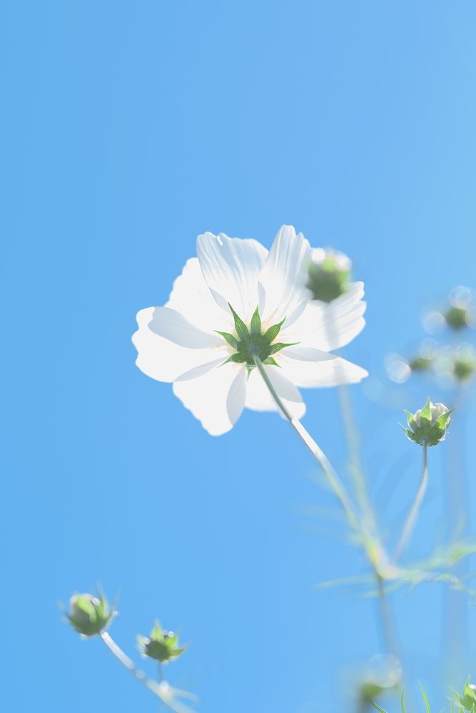 Photograph by Ikuta Hidenori