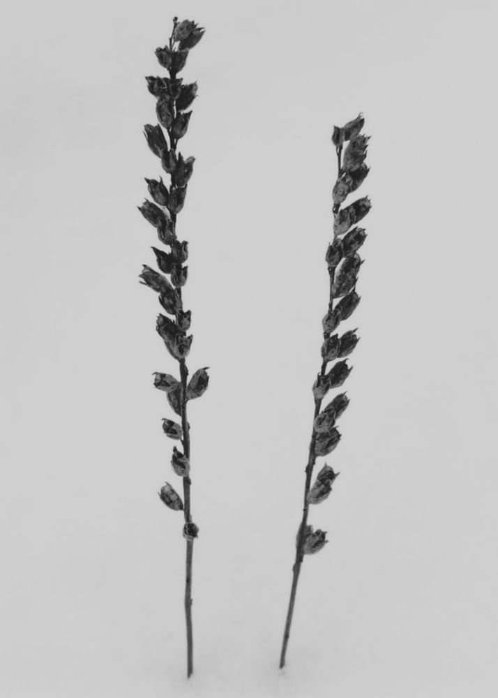 Photograph by Наталья Смирнова