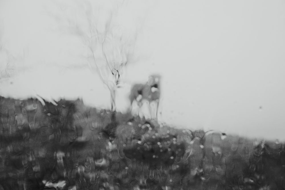 Photograph by Navid abedi