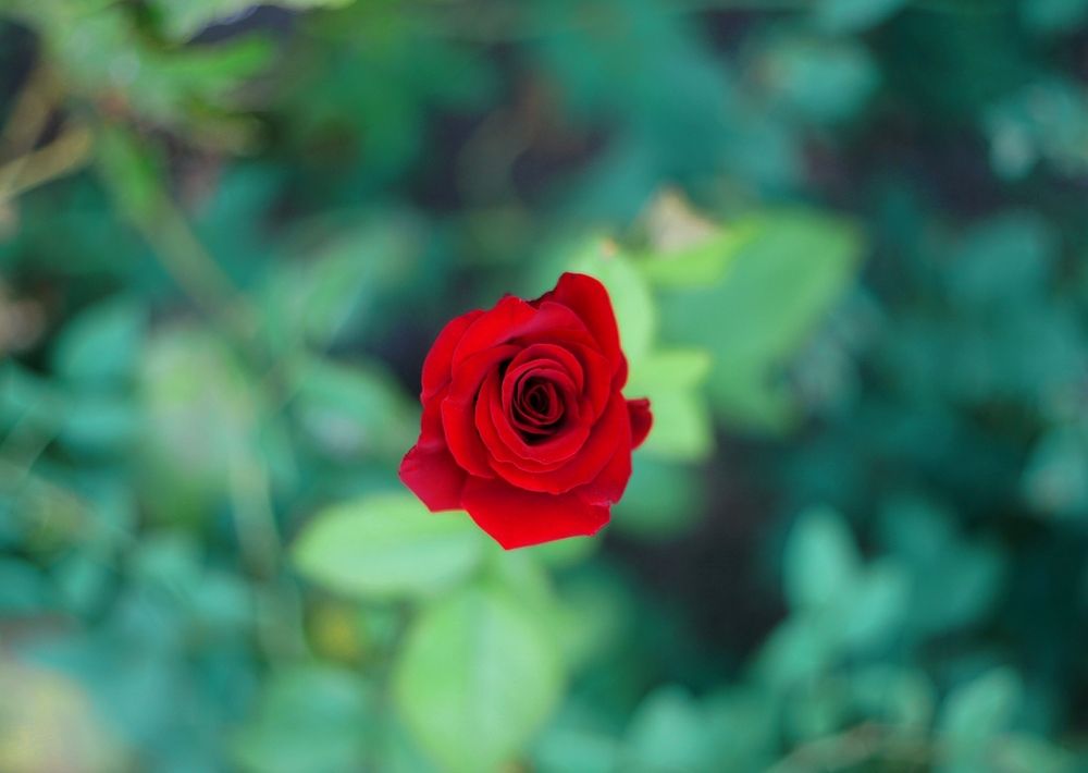 Красный вихрь жизни