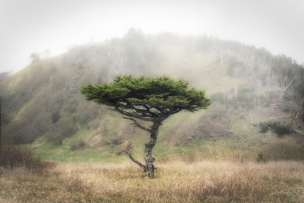 Фотография автора Лаврентьев Александр