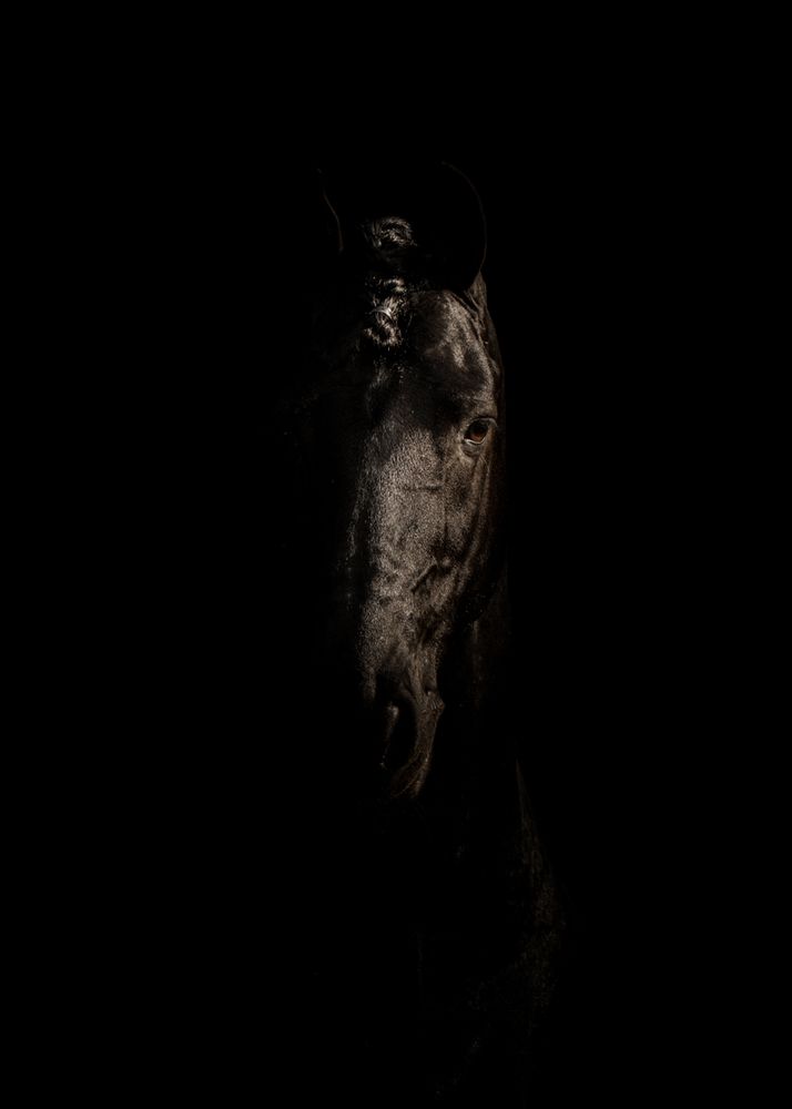 The black gold Nane 492