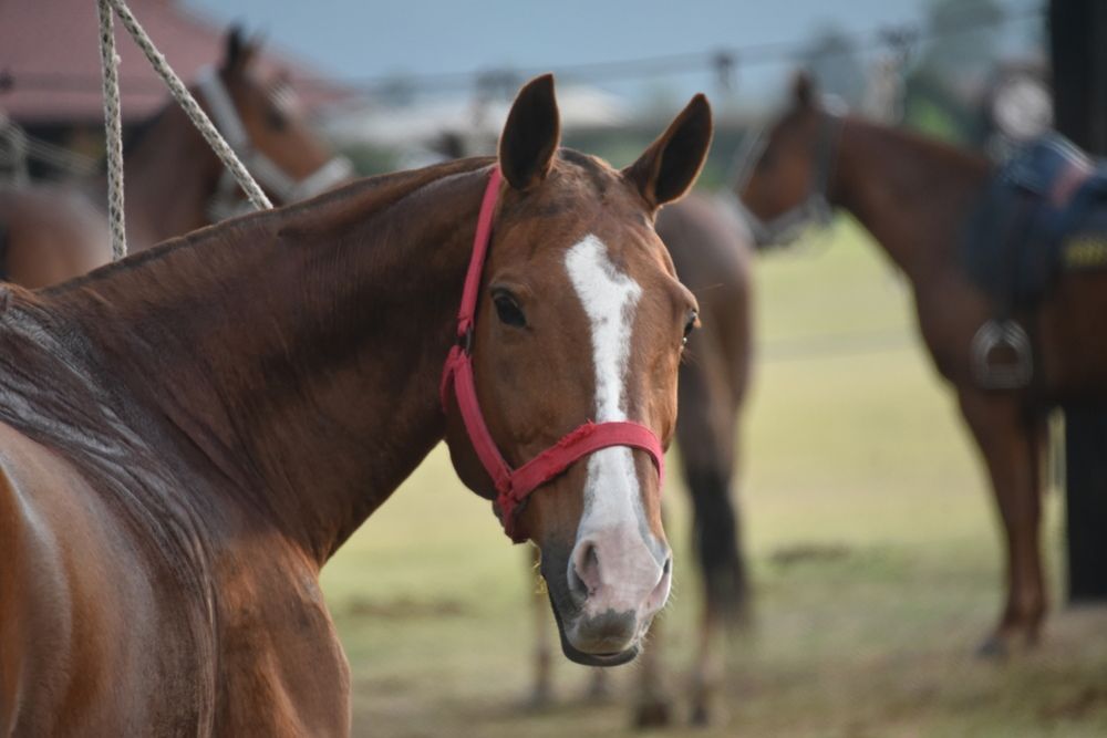 Фотография автора Camilo Martinez