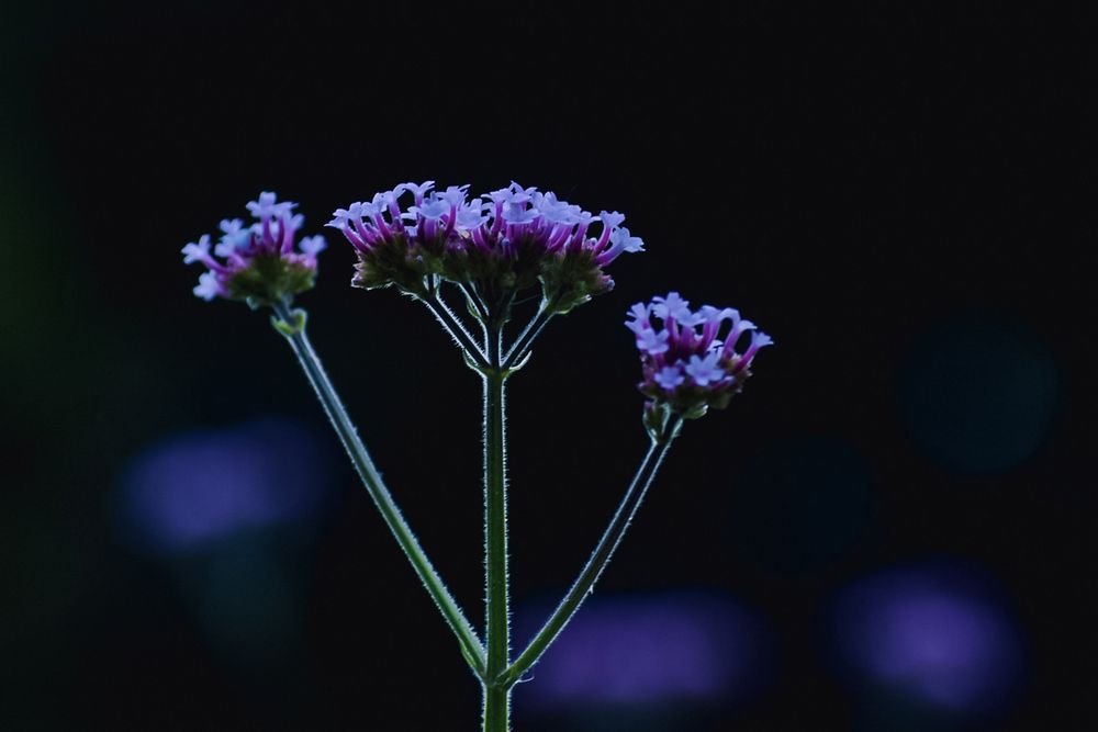 Фотография автора Катрин Евстратова