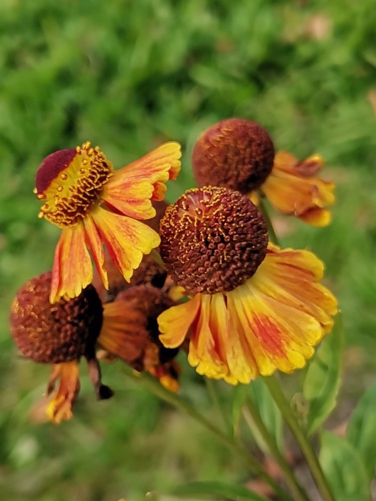 Радость для души и глаз