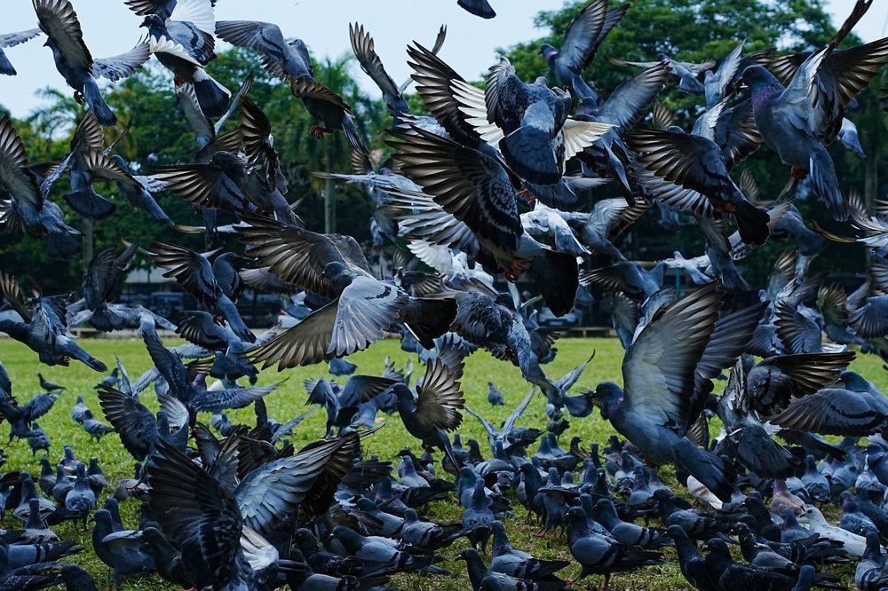 Feathers of freedom.