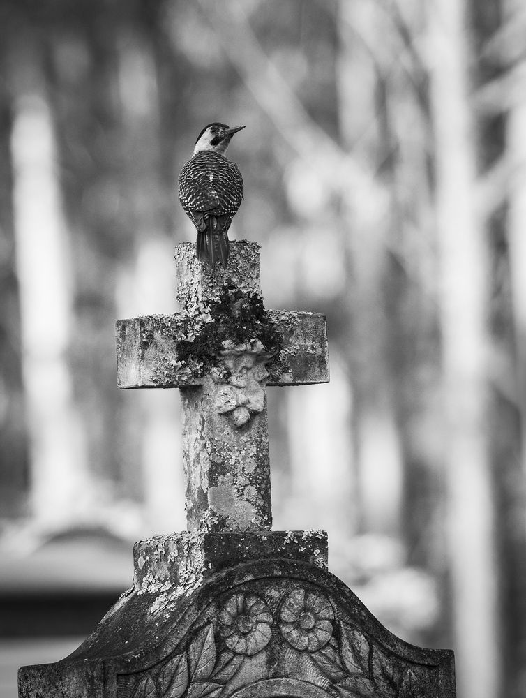 Photograph by Valdir Hobus