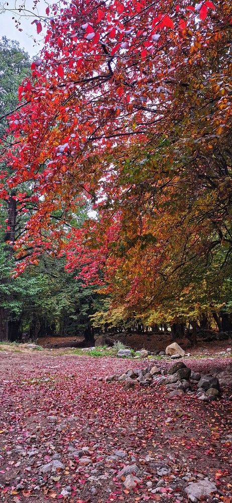 Autumn Colors