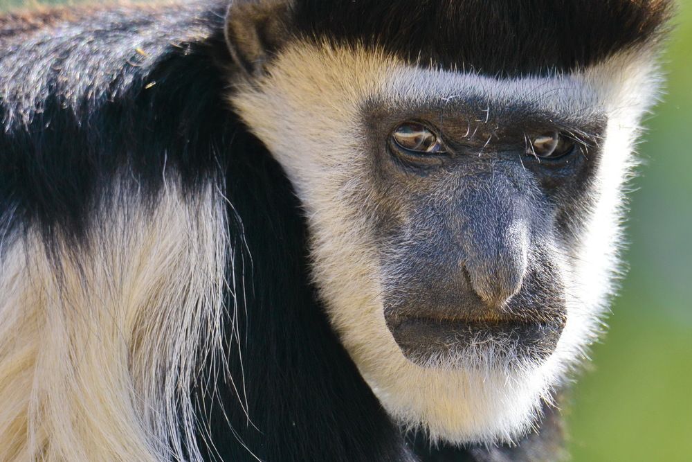 Colobe Monkey