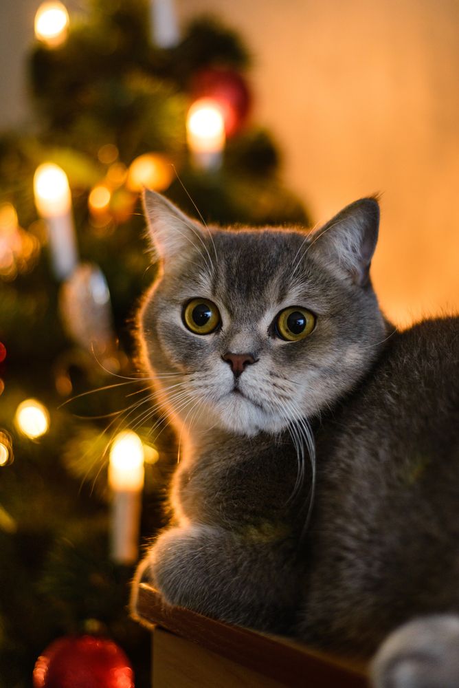 Фотография автора Алёна Подгорная