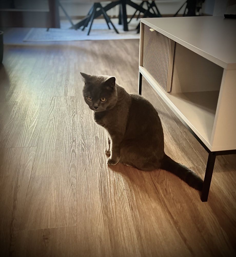 Gaze in stillness