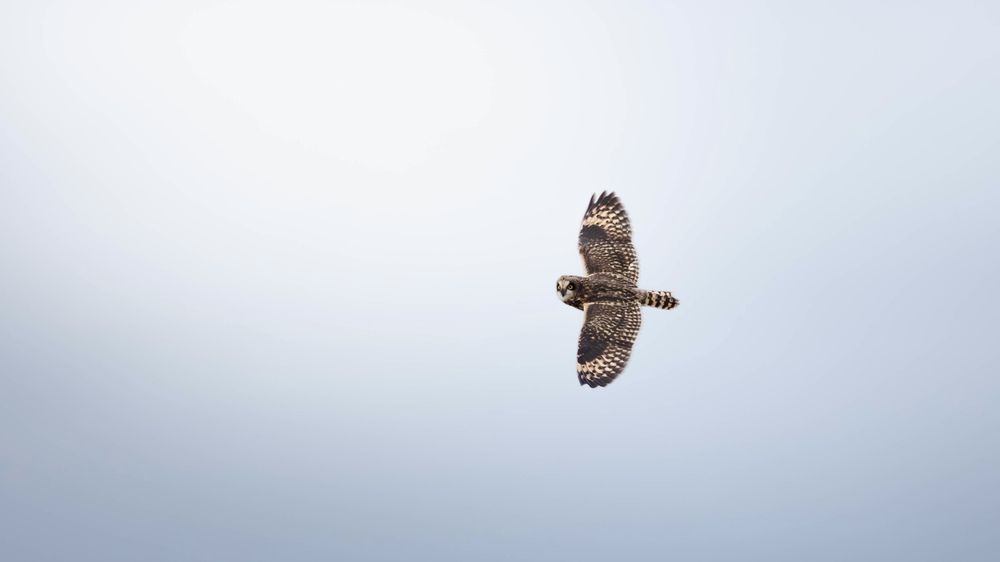 Фотография автора Frida Aspani