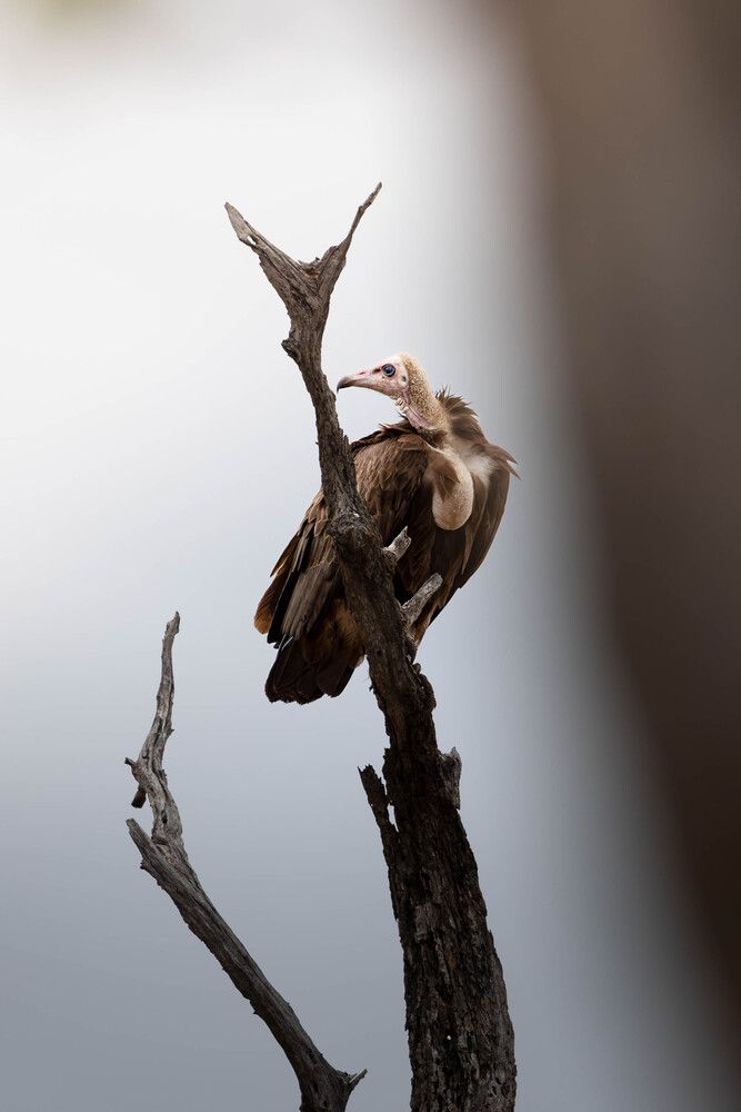 Minimalist White Headed Vulture