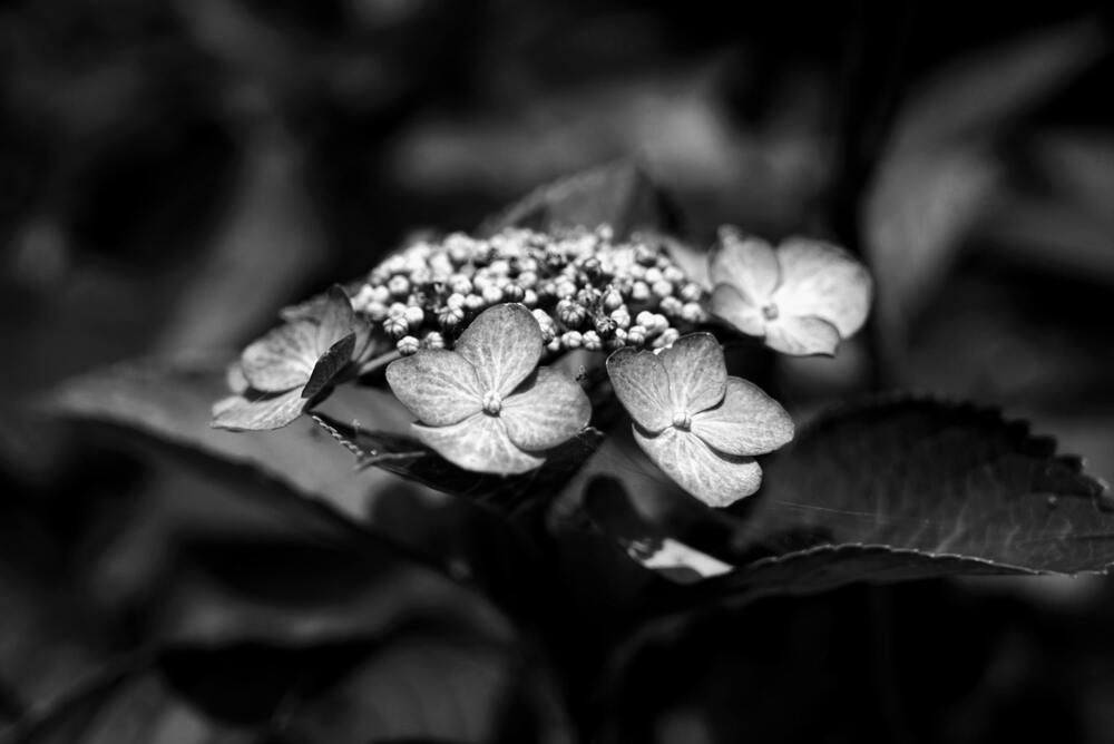 Photograph by Kanna