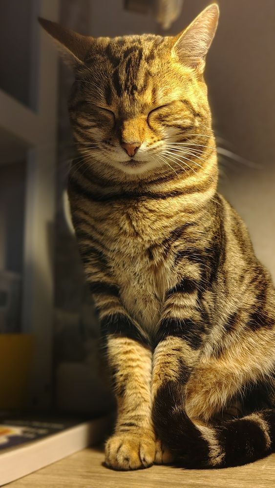Photo #12936988