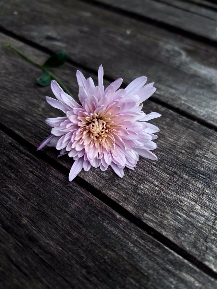 Photograph by Halina Mitsevich