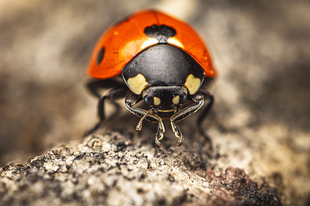 Photograph by Андрей Шабанов