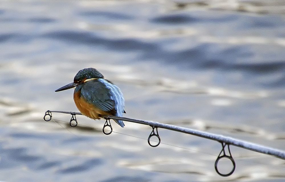 Фотография автора Александр