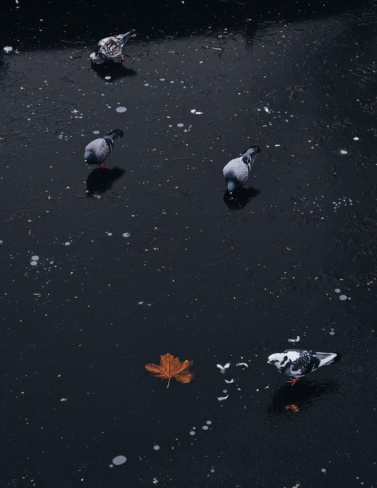 Photograph by Кристина Альшанская