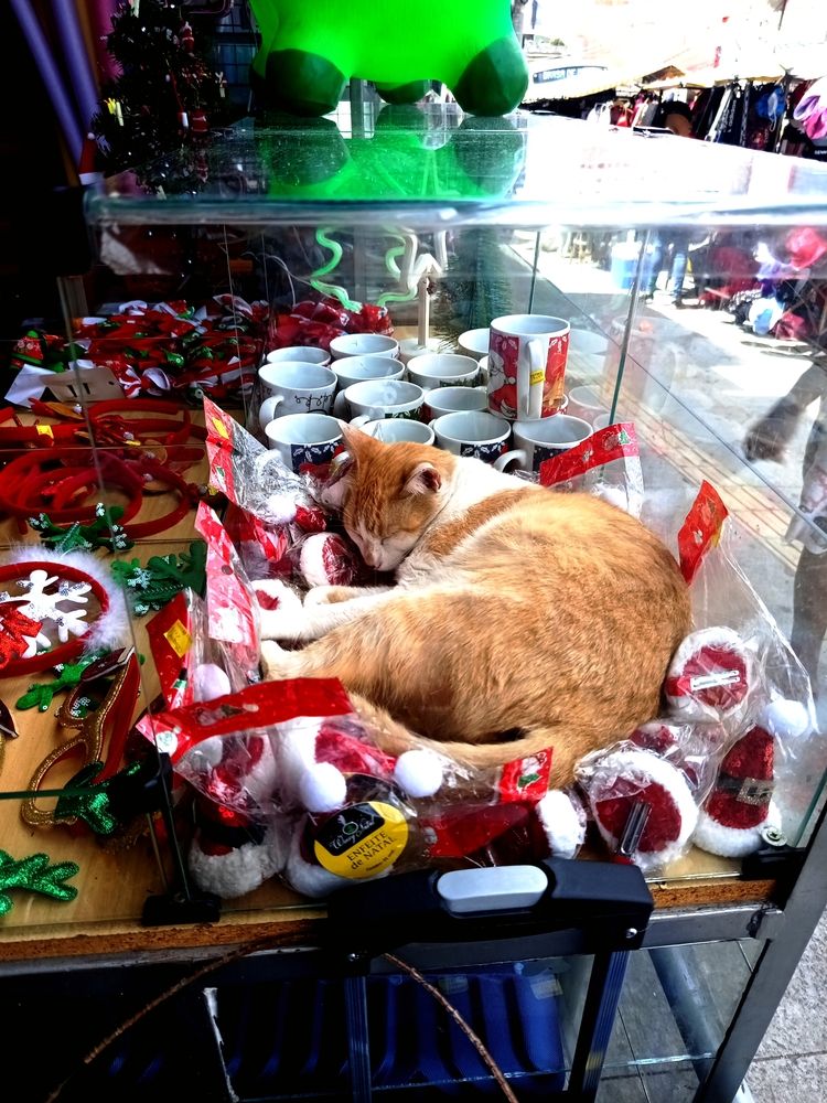Photo #12937997