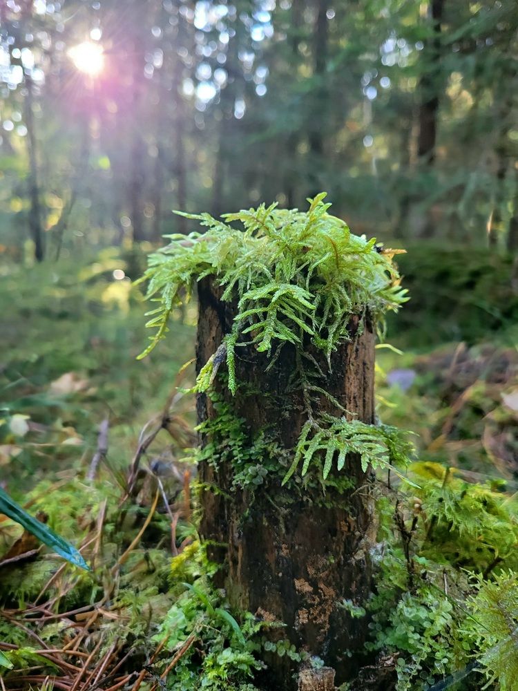 Photograph by Елена Федорова