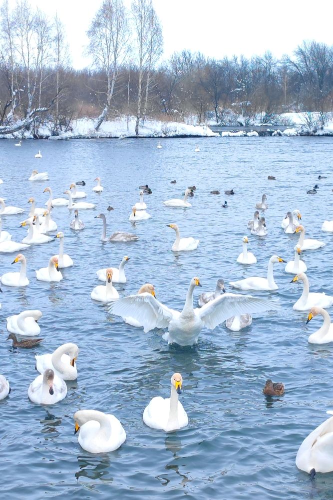 Лебединая песня