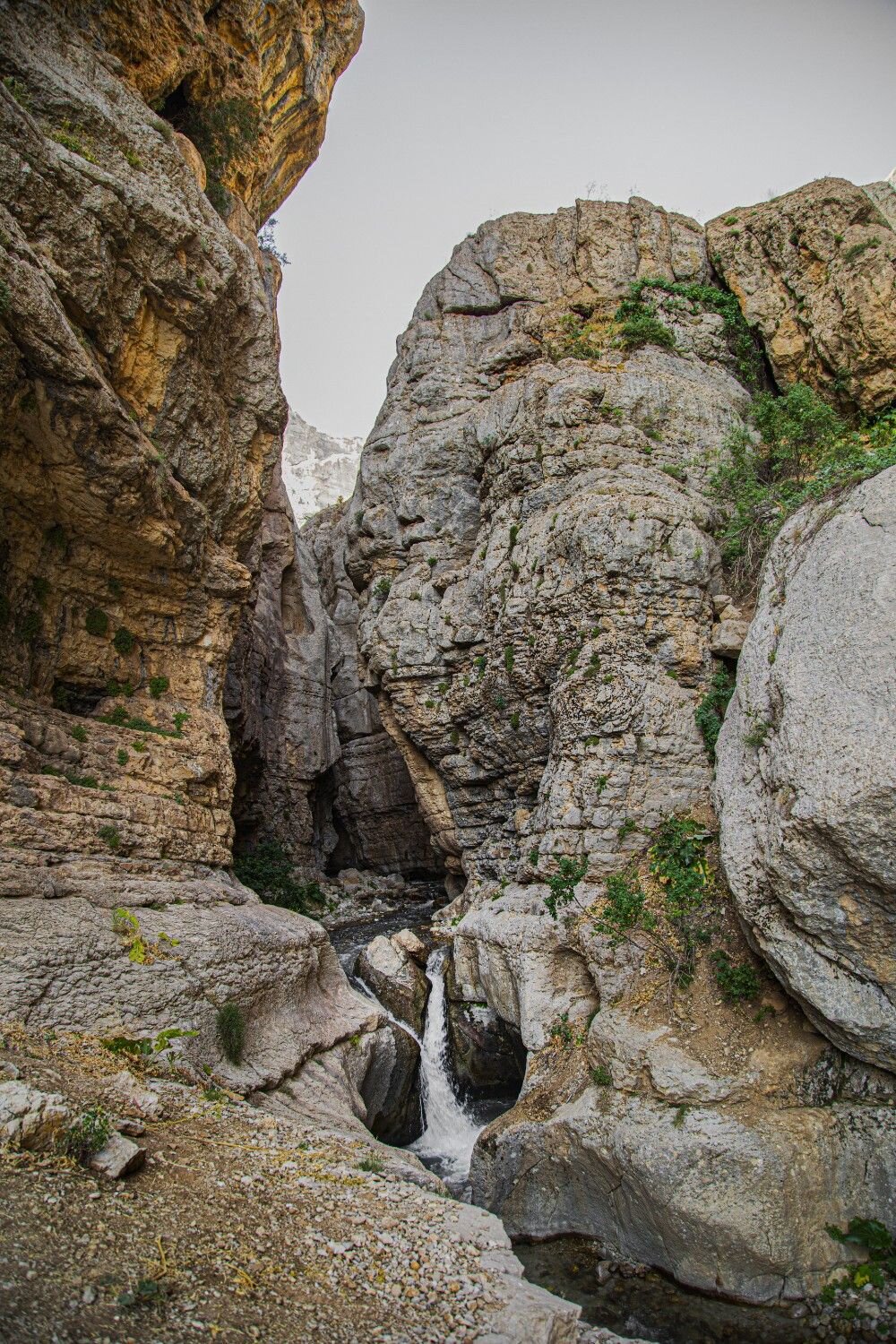 دنا سا