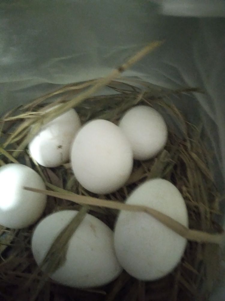 Photo #12938482