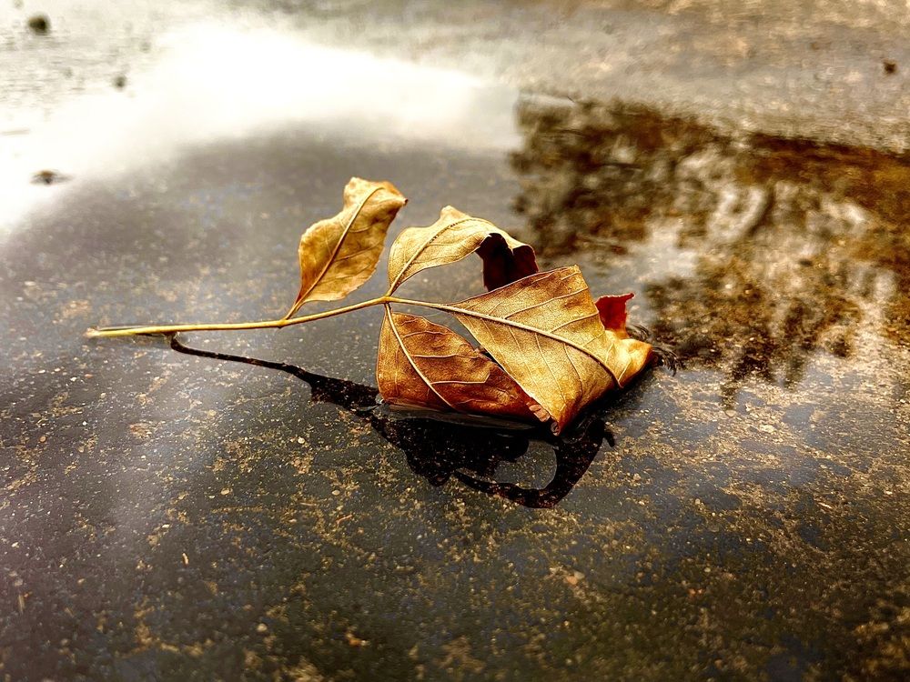 Фотография автора Aliaksandr Shautsou