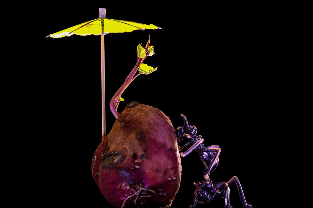 Photograph by THANH LE DUC