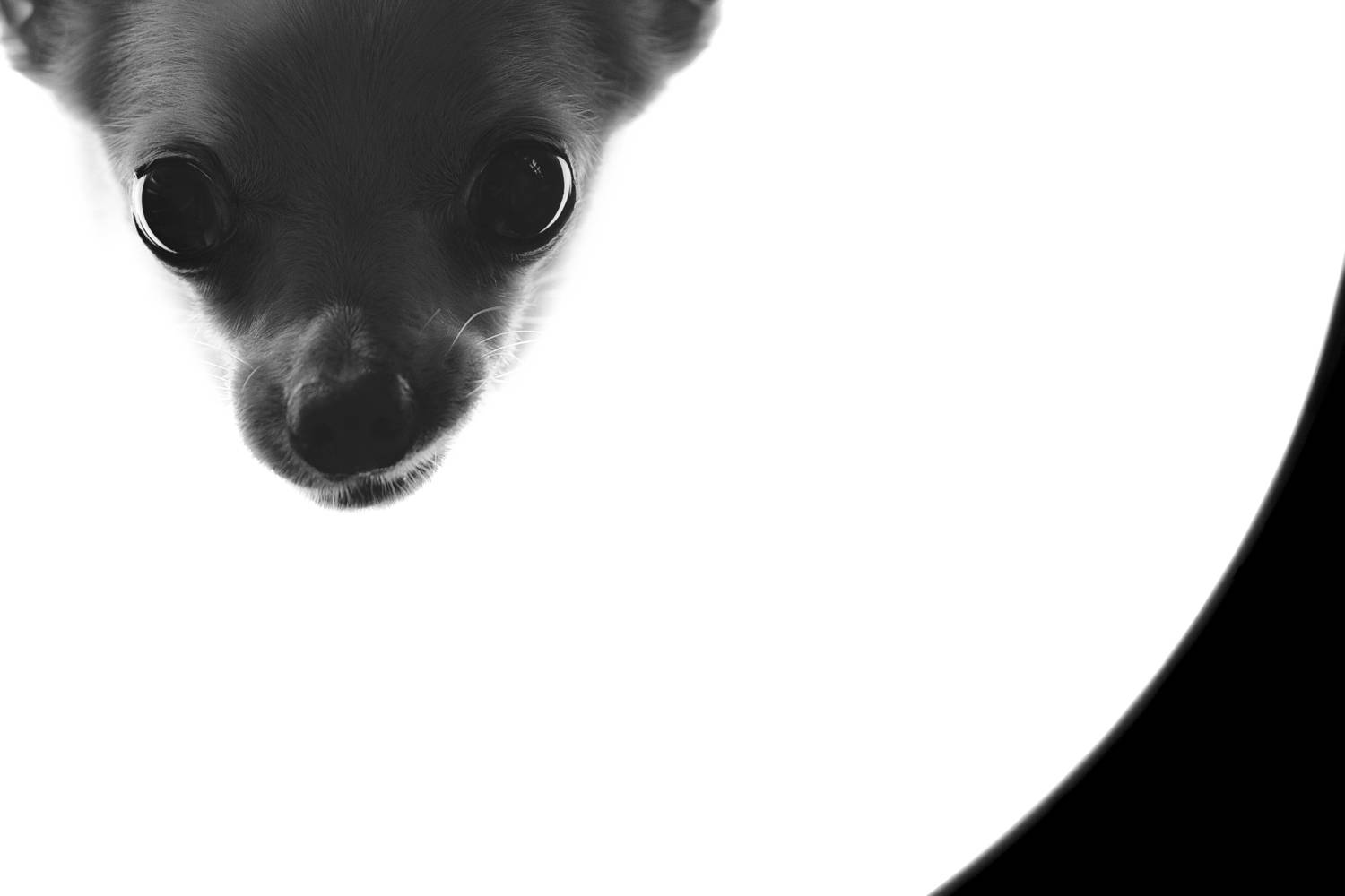 Фотография #12939010