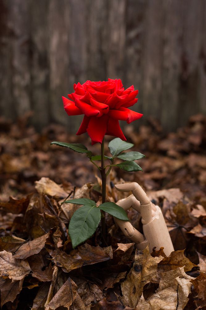 Photograph by Rimma Larkina