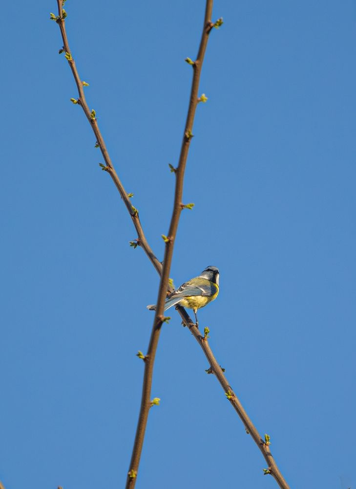 Фотография автора Алина Руденко