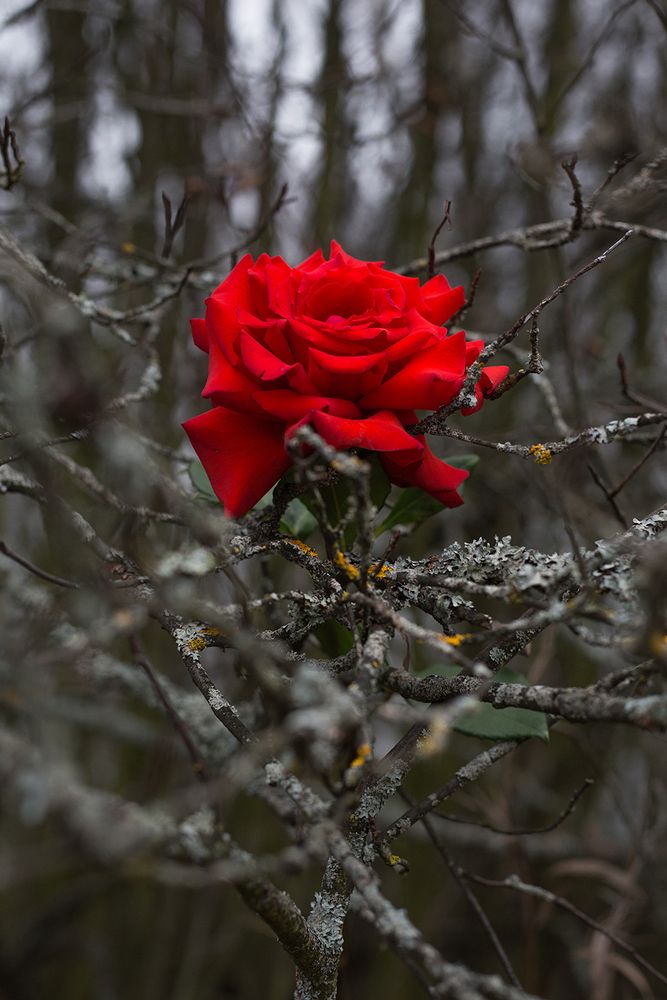 Photograph by Rimma Larkina