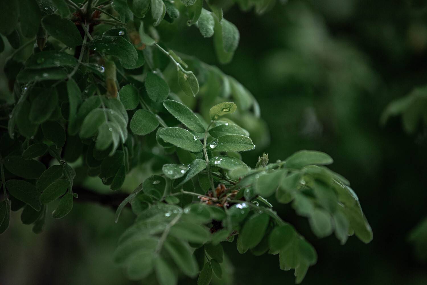 The smell of freshness