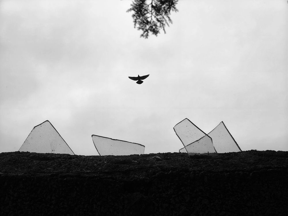 flight black