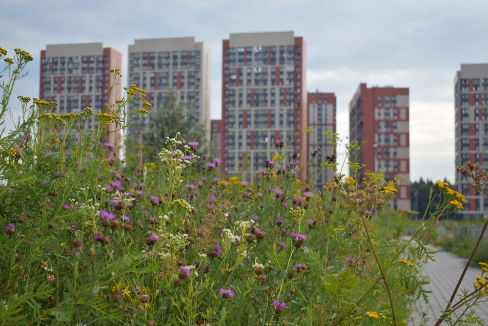 Фотография автора Светлана Чехлань