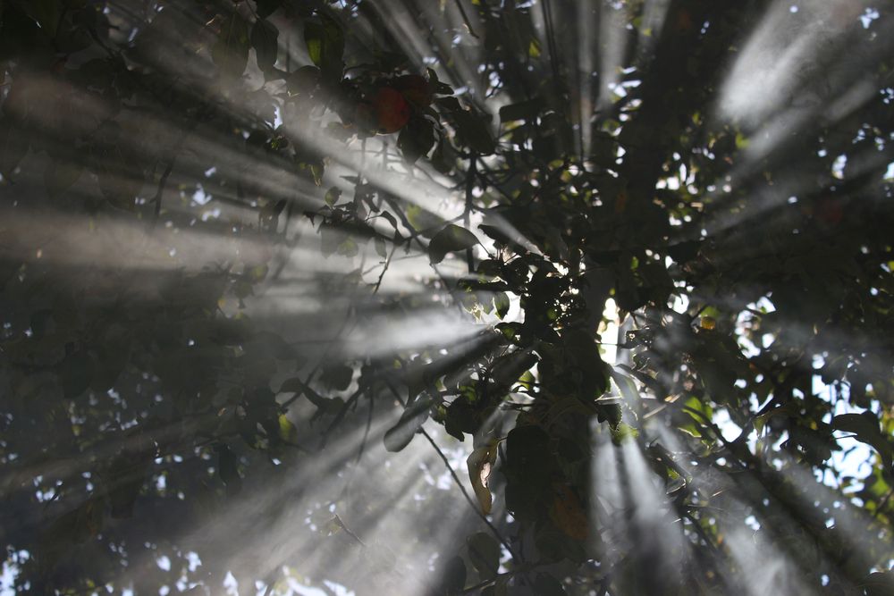 Photograph by Светлана Шубина