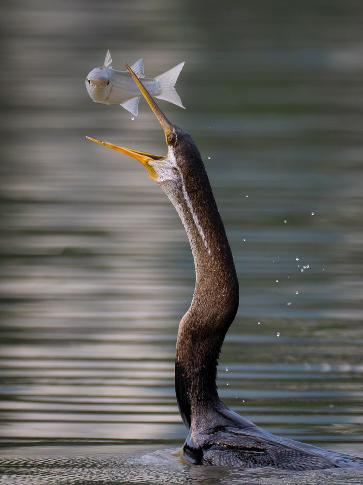 Photograph by Pham Anh Vu