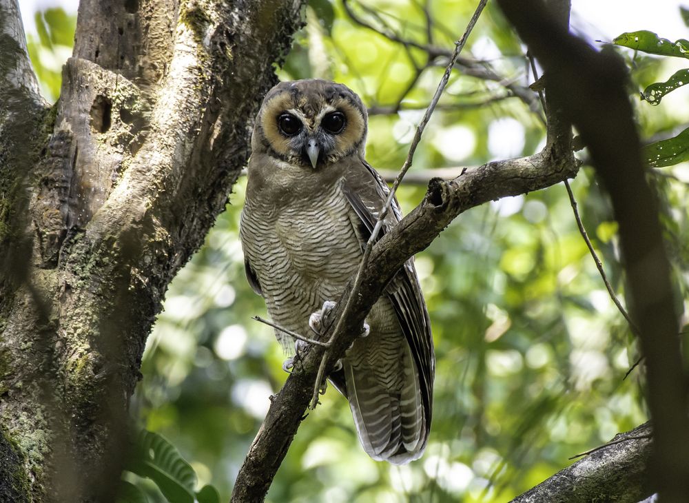 Brown Wood Owl