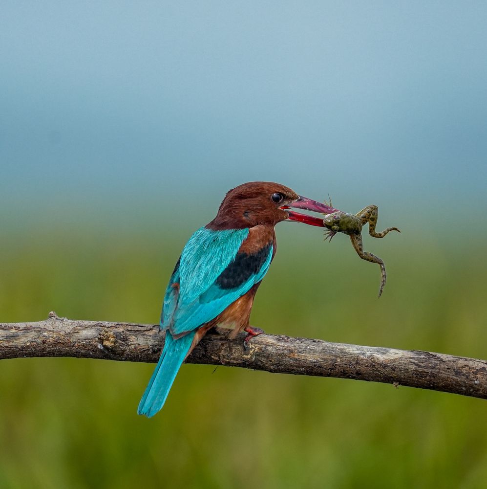 Photograph by Rina Ganguly