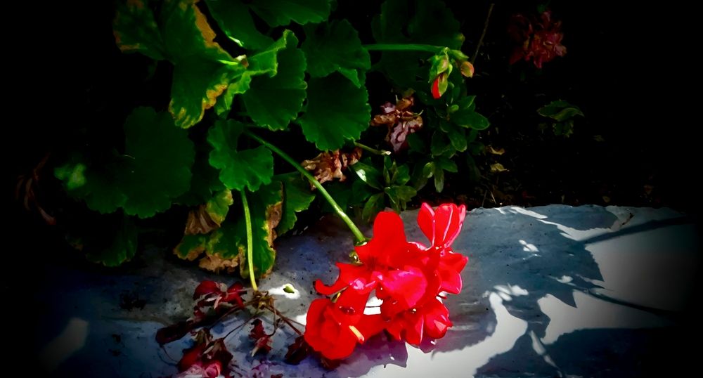 Photograph by Fernanda Lazcano