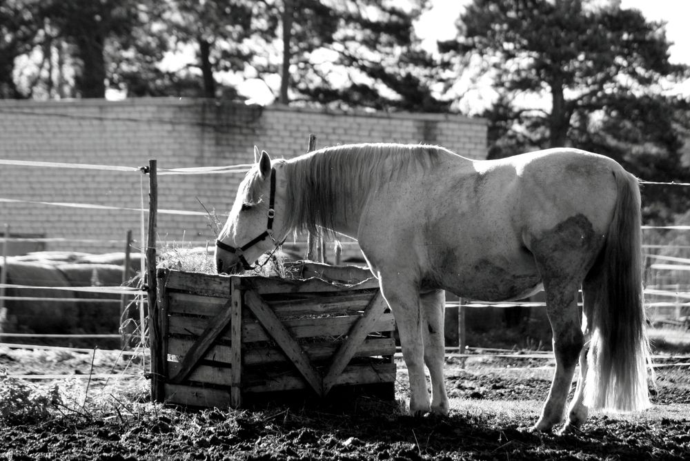 Photograph by Алексей Макаров