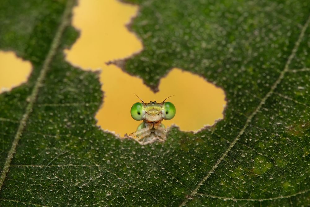 Peek Through the Green