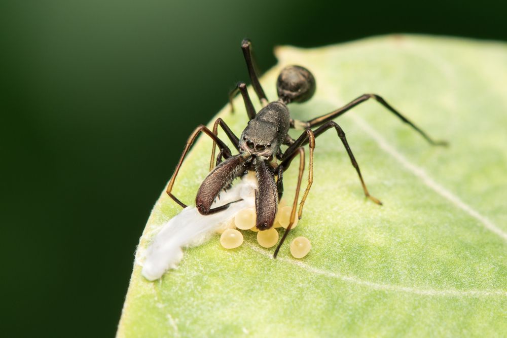 Egg-Eating Behaviour of Ant-Mimicking Jumping Spider
