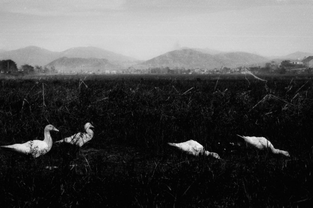 The Stillness of the Swamp