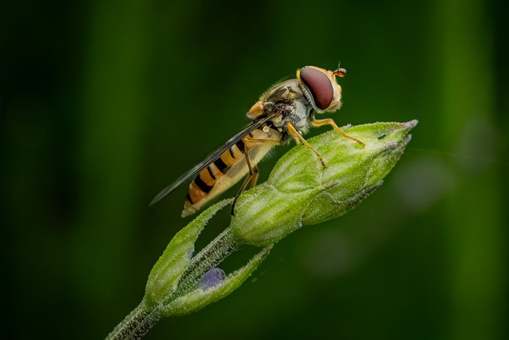 Photograph by Gregor Kobilica