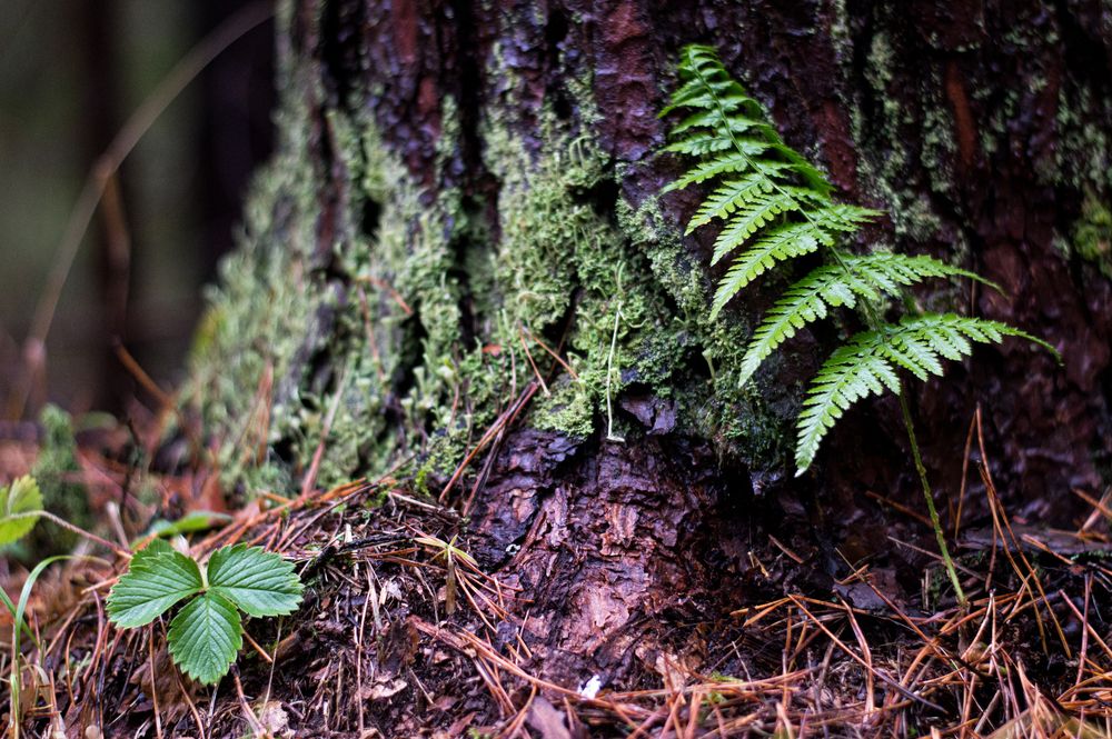 Photograph by Николай Путинцев
